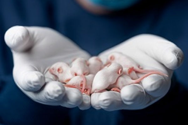 white gloved hands holding multiple baby white mice 