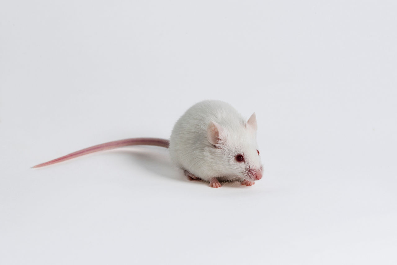 Albino mouse standing