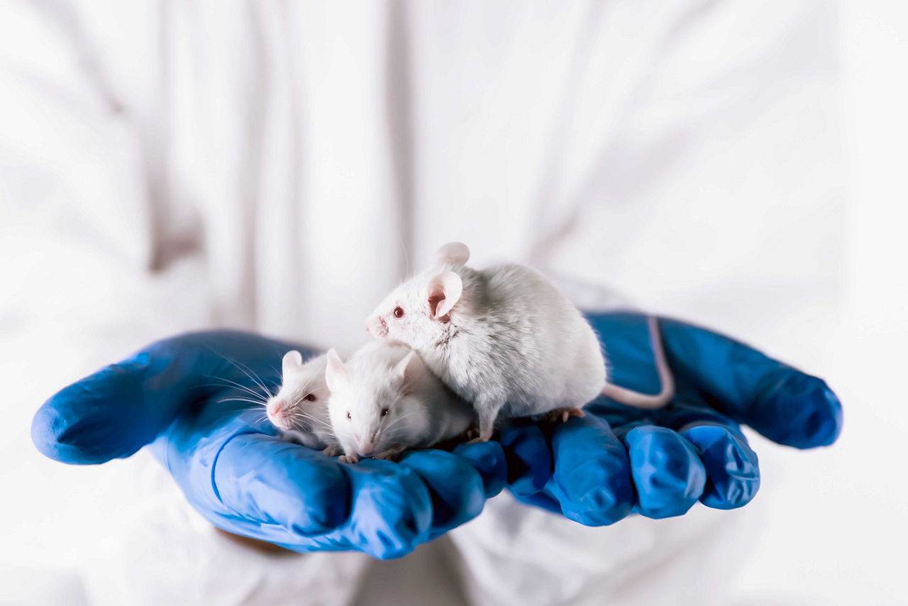 blue gloved hands holding 3 white mice 
