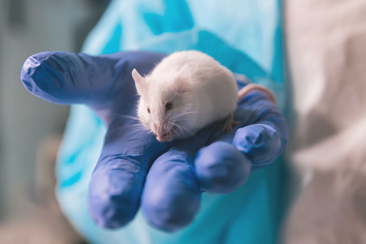 closeup of laboratory mouse and scientist with blue nitrile gloves