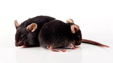 two black mice, next to each other and facing opposite directions