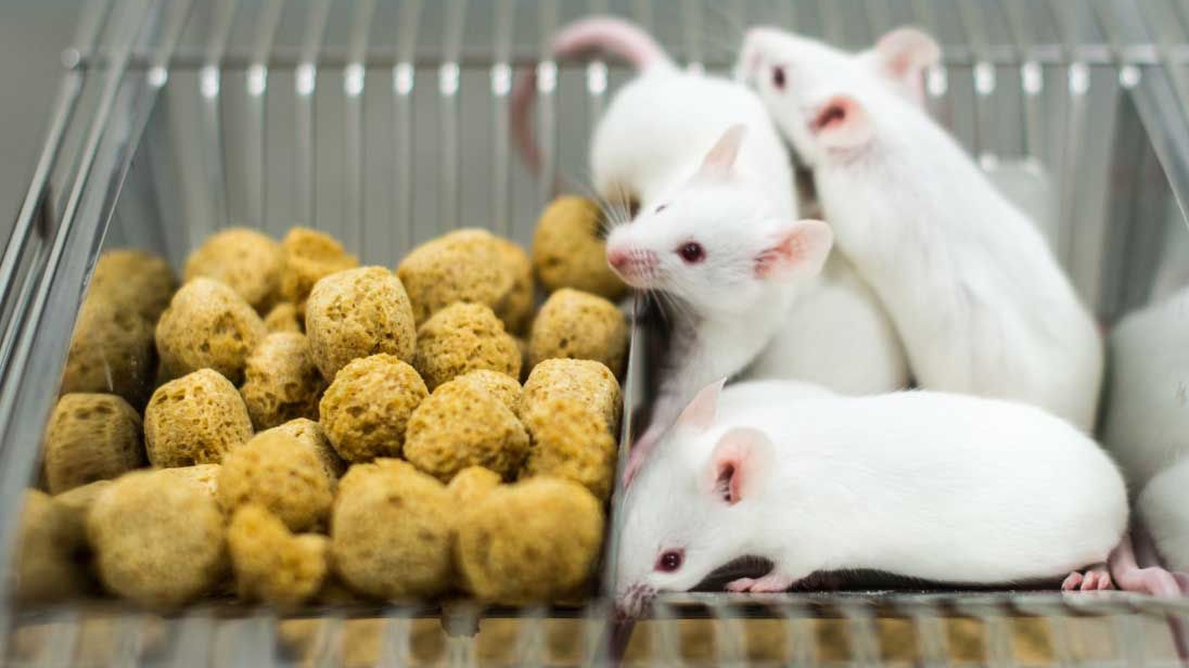 Mice with food pellets