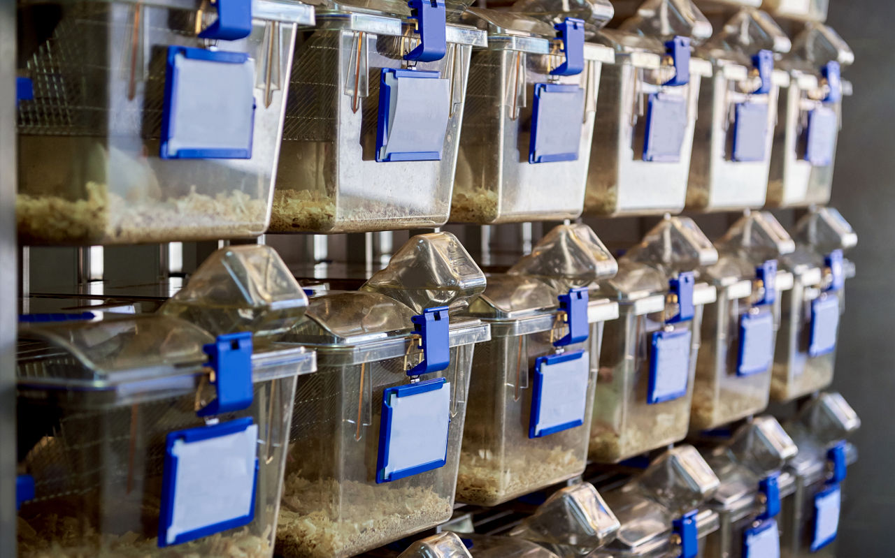 Mouse cages on a rack