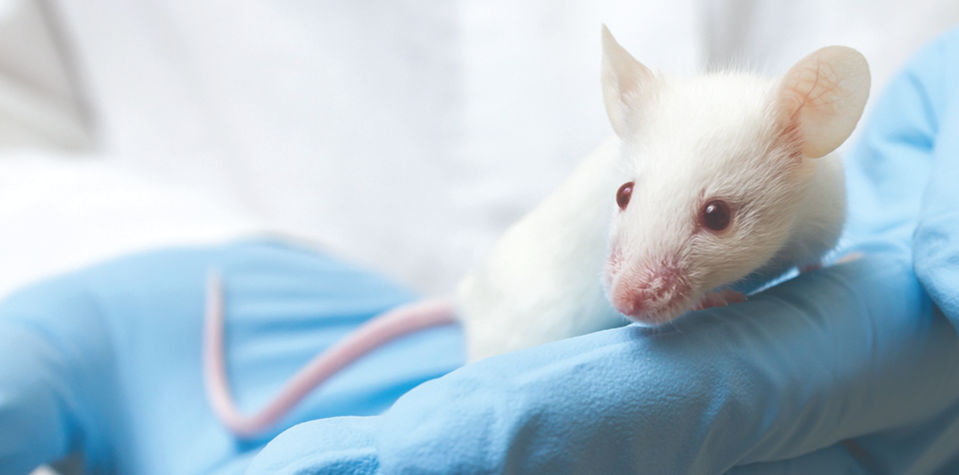 Mouse in gloved hand