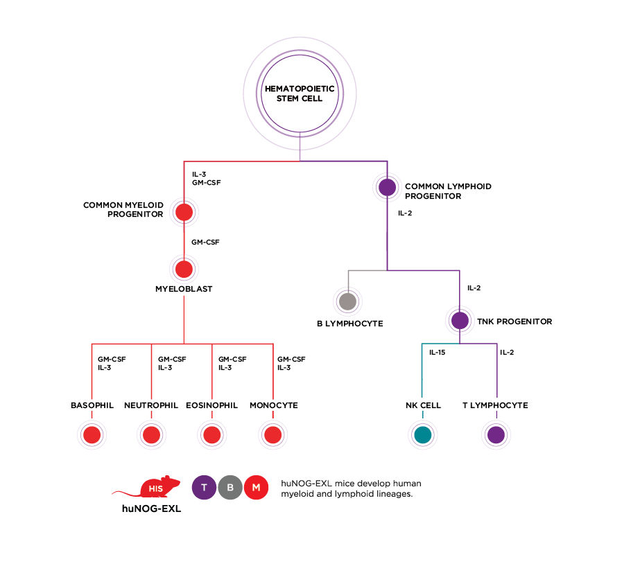 Hematopoiesis and Humanized Immune System Mice - Chart