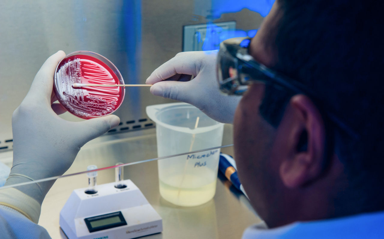 scientist swabbing a petri dish