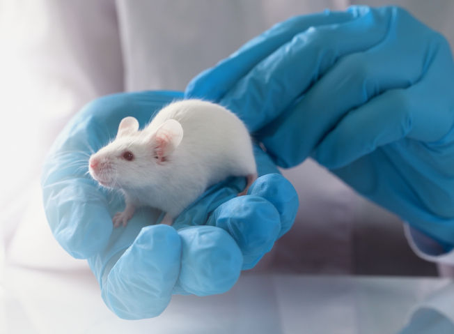 Mouse in gloved hand