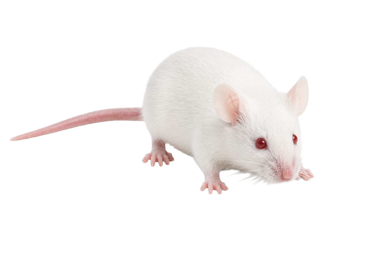 Mouse