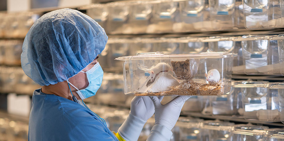mouse in gloved hand 