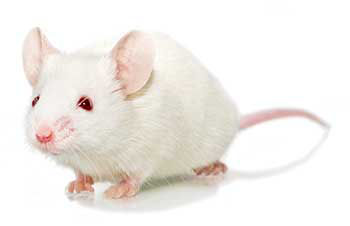 B6 Albino Targeted Replacement Mouse Model 