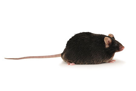 diet induced mouse