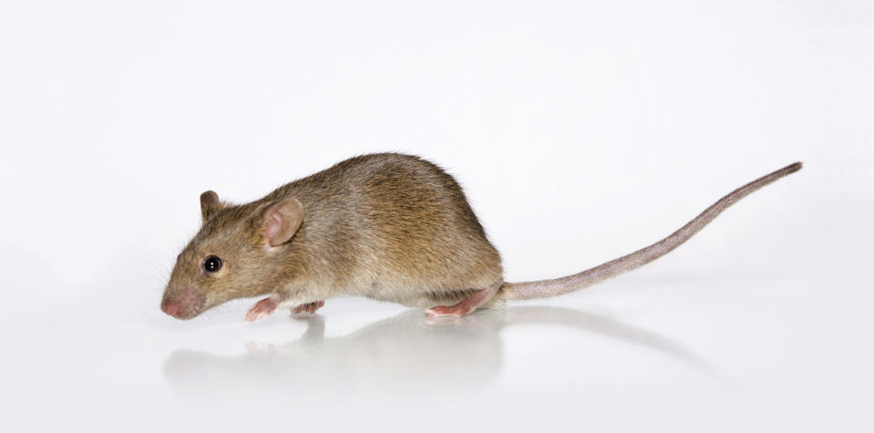 Image of Scientist grabbing Model