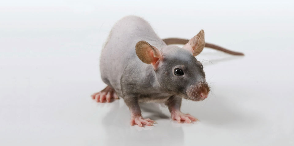 Image of Scientist grabbing Model