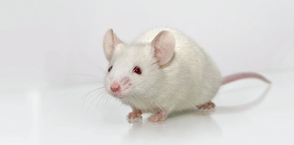 Albino mouse standing