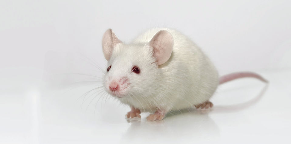 Albino mouse standing on a white surface