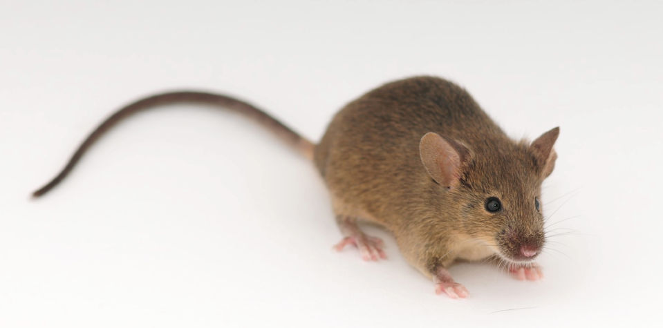 Image of Scientist grabbing Model