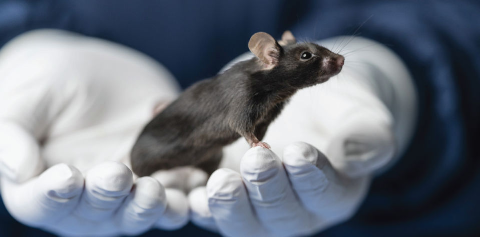 Image of Scientist grabbing Model