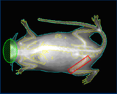 DEXA scan image of mouse