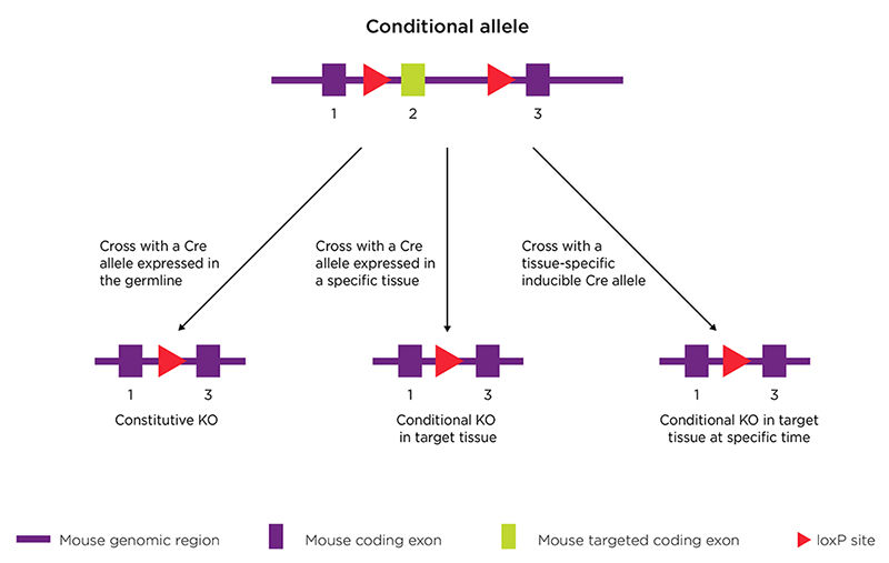 Knockout Mice & Rats Conditional and Constitutive Taconic Biosciences