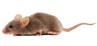 DBA/2 Inbred Mouse Model 