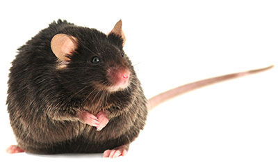 Diet Induced NASH B6 | C57BL/6NTac Male Mice