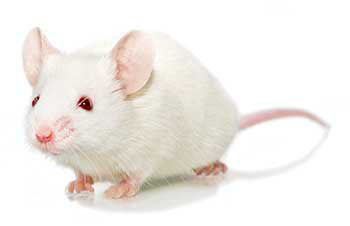 FcResolv™ NOG Mouse Model