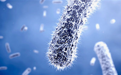 fecal bacteria