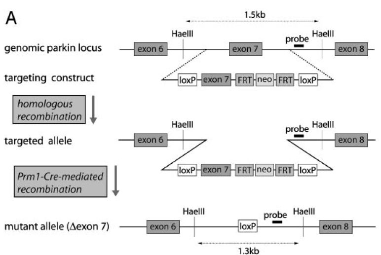 Floxed Parkin Mutation