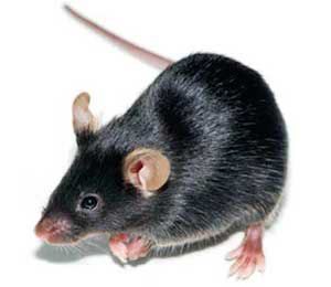 Flp Deleter Random Transgenic Mouse Model 