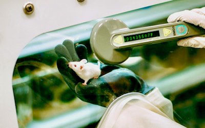 researcher with mouse in germ-free environment