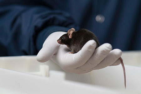 mouse in gloved hand 