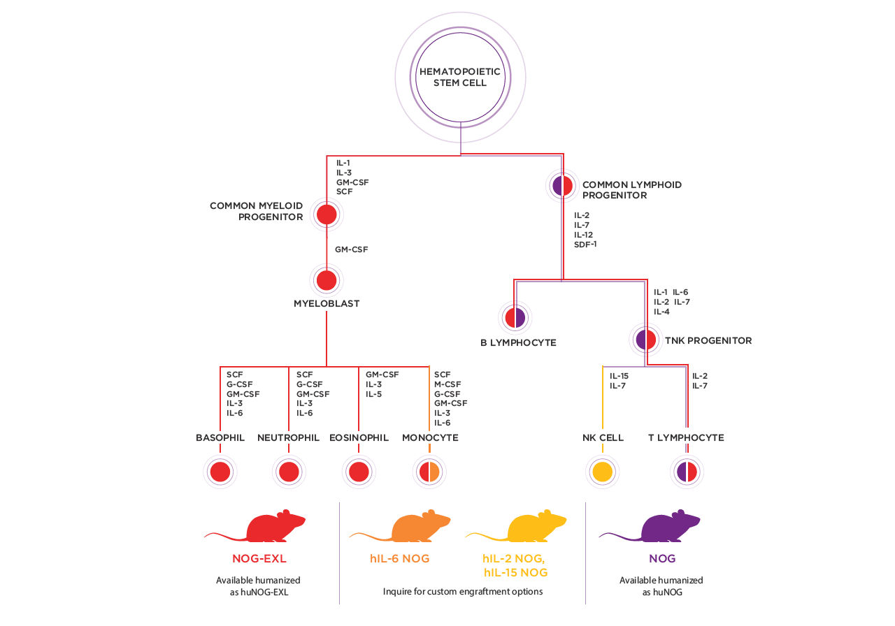NOG Portfolio Mouse Strains for Oncology & Immuno-Oncology NOG Portfolio Mouse Strains for Oncology & Immuno-Oncology