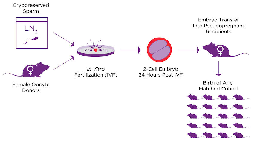 frapid expansion diagram