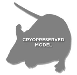 IL-1β Knockout Mouse - Constitutive Knockout