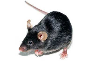 black mouse