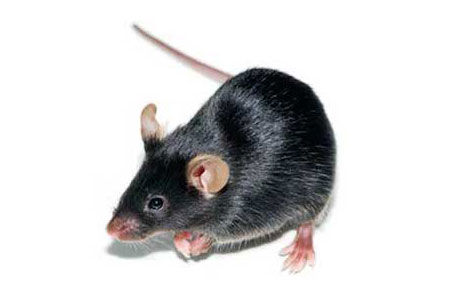 洋書 Mouse Genetics and Transgenics Genetically modified mice pave the way for customized