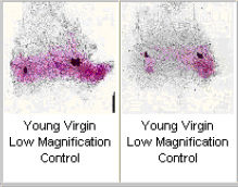 Two sample photomicrographs of young virgin mouse mammaries.