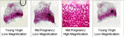 Sample photo micrographs of mouse mammaries, from young virgin and mid-pregnancy female mice.