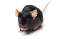 black lab mouse close-up isolated on white background