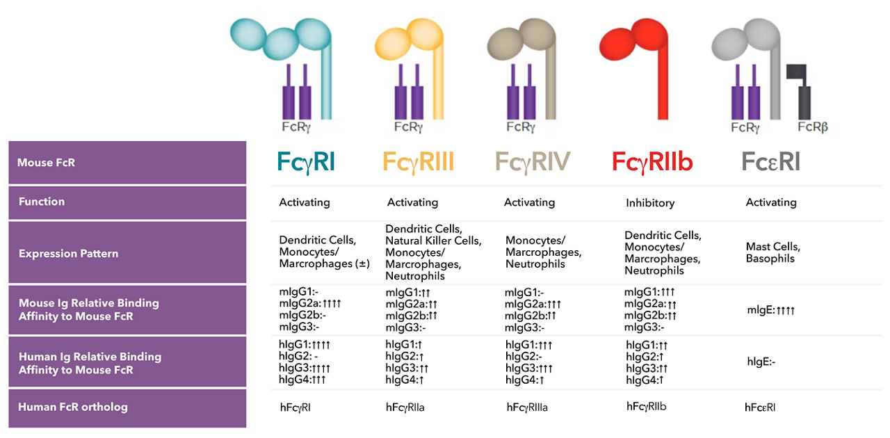 chart of absent receptors in nog models