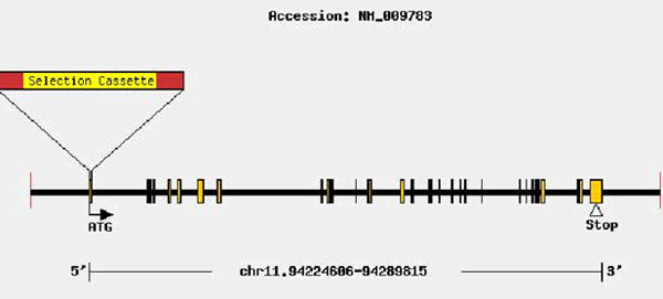 mutation-12327