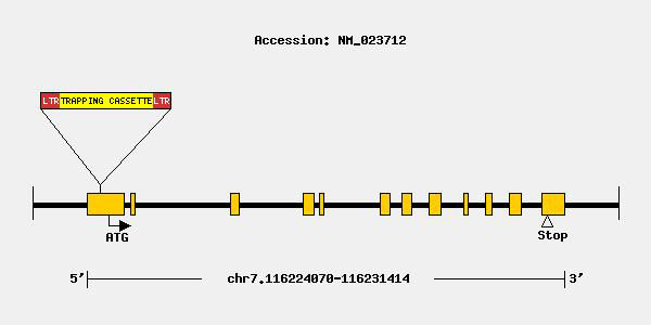 Spns1 | Taconic Biosciences