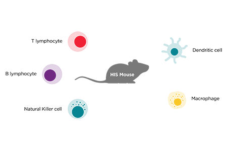 diagram of mouse and human immune cells