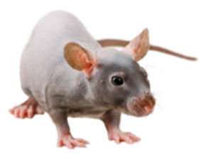 NIH nude Spontaneous Mutant Rat Model 