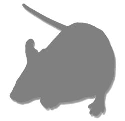 NOD scid Spontaneous Mutant Mouse Model 