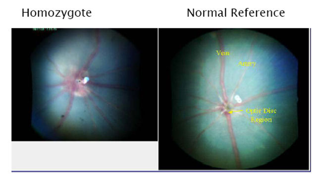 Sample images of fundus photography showing HOM mutant animal on left and normal reference on right.