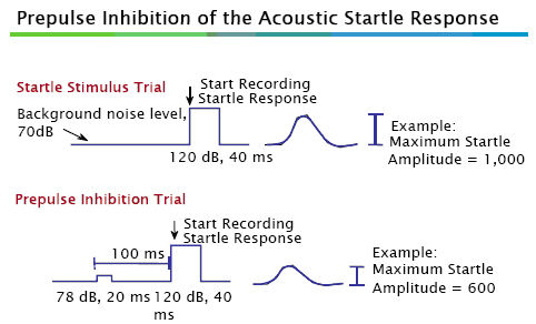 Graphic depicting startle stimulus trial and prepulse inhibition trial assay setups