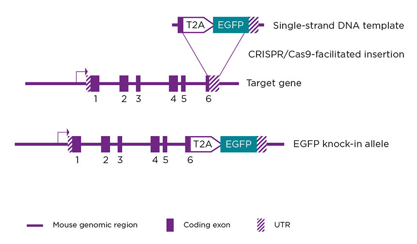 Easi-CRISPR_WebGraphics_w02