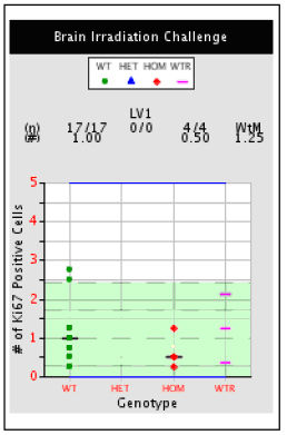 Plot illustrating # of Ki67 positive cells following brain irradiation for individual mice of various genotypes.