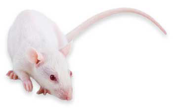 SOD1 Random Transgenic Rat Model 